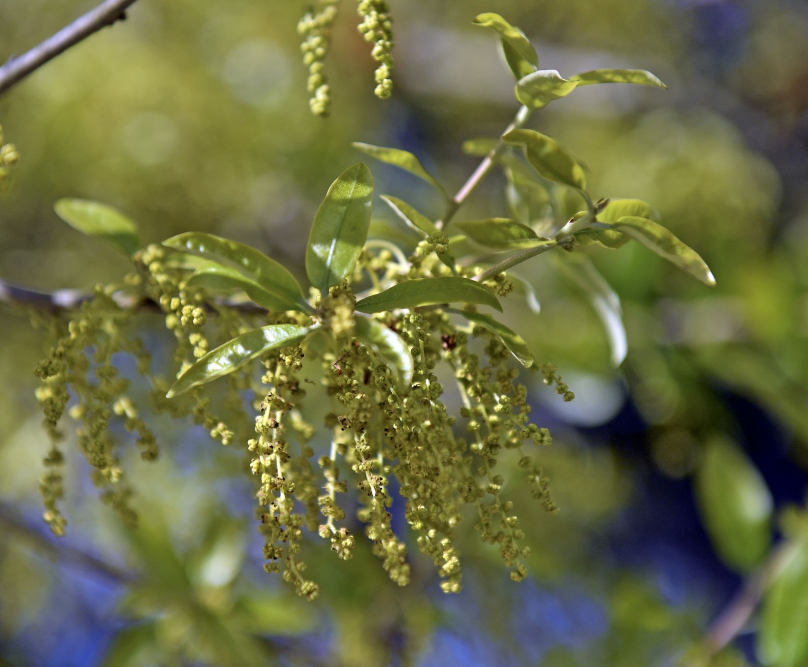 pollen.adv HS 113.JPG
